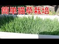 プランターで猫草を栽培したらめっちゃ生えて最強！