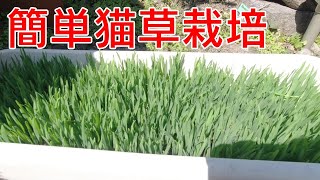 プランターで猫草を栽培したらめっちゃ生えて最強！