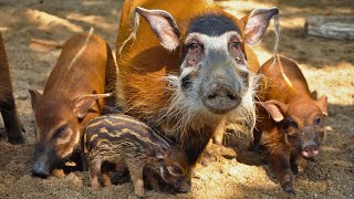 Red River Hogs: An Elusive Wild Pig