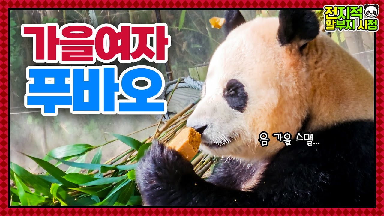 (SUB) Осенью Фубао становится сентиментальным🍂🐼│Мир панд