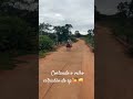 cortando o estradão#vidadepeão#agriculturaregenerativa #gado#agro