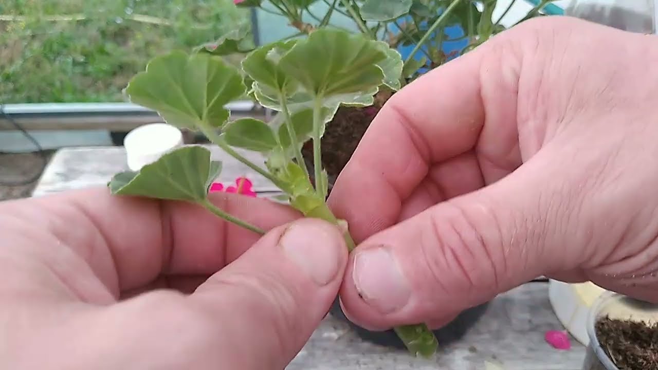 ЧЕРЕНКОВАНИЕ ПЕЛАРГОНИИ ЗА 10 МИНУТ. 100% УСПЕХ БЕЗ ОШИБОК!