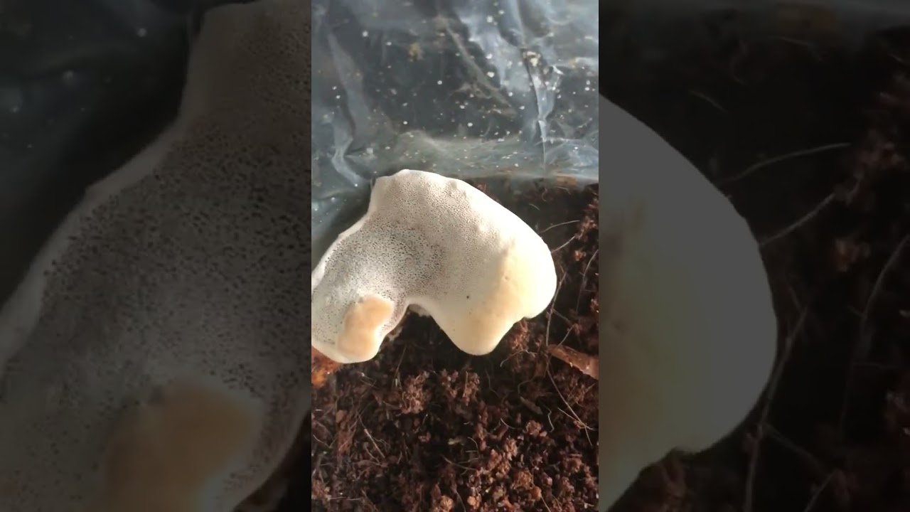 Грибний блок Рейши Ganoderma lucidum, Ганодерма, Трутовик лакований для домашнього вирощування