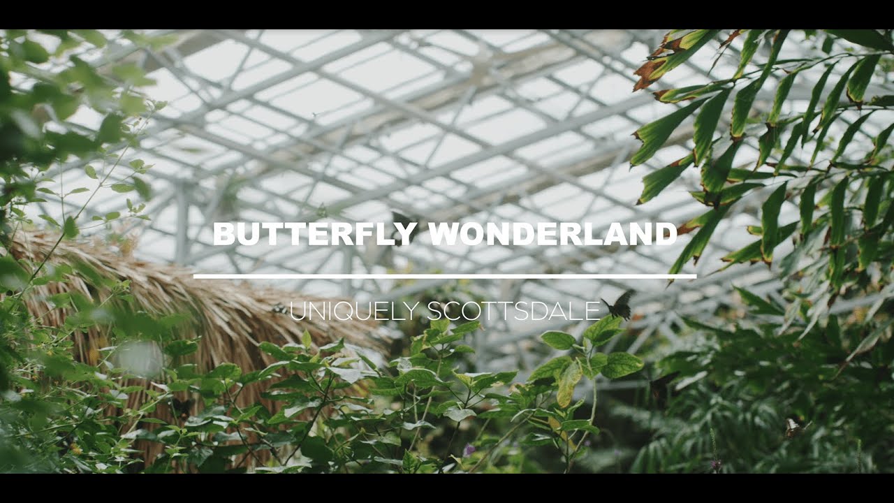 Butterfly Wonderland | Uniquely Scottsdale