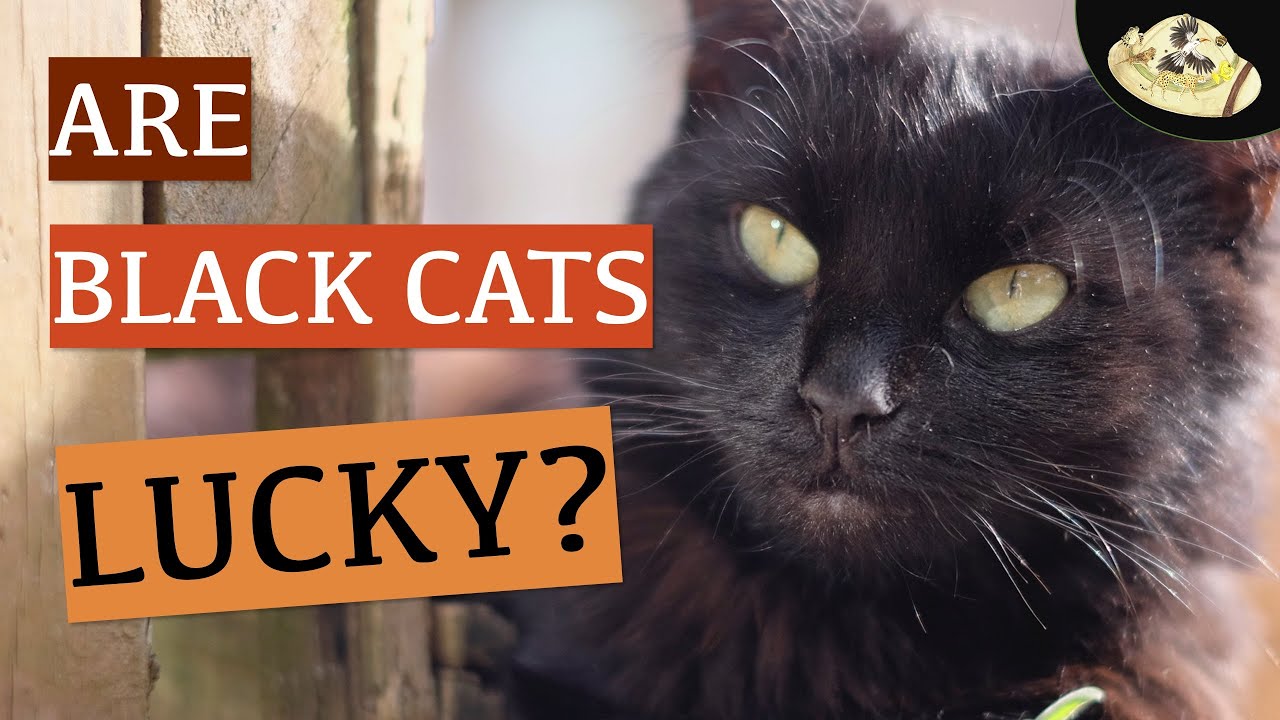 Why are black cats associated with Halloween?