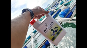 Kỹ thuật nuôi cá bớp và chương trình phòng trị bệnh @krishnguyen8542 #kỹthuậtnuôicábớp #phòngtrịbệnh