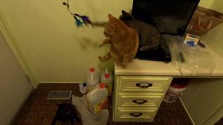 Chausie and Tabby Cats Love Playing with Feathers by Meow 44 views 4 years ago 4 minutes, 29 seconds