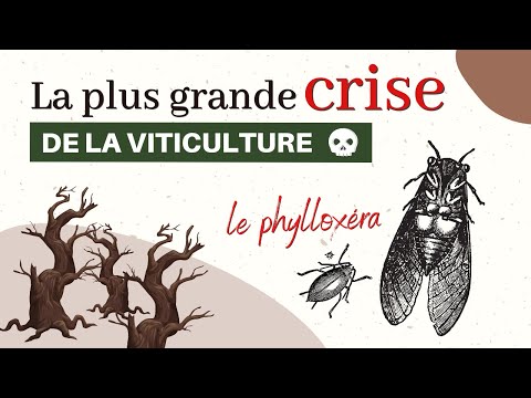 Vidéo: Rencontrez Le Phylloxéra, L'un Des Ravageurs Les Plus Dangereux Du Vin