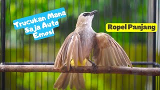 Pancingan Trucukan Gacor Ropel Panjang Efektif Untuk Memancing Emosi Trucuk Rumahan Agar Gacor