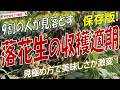 【ラッカセイ栽培】収穫適期の見極め方（落花生の収穫はいつ？美味しい豆を収穫するベストなタイミングを完全解説！）
