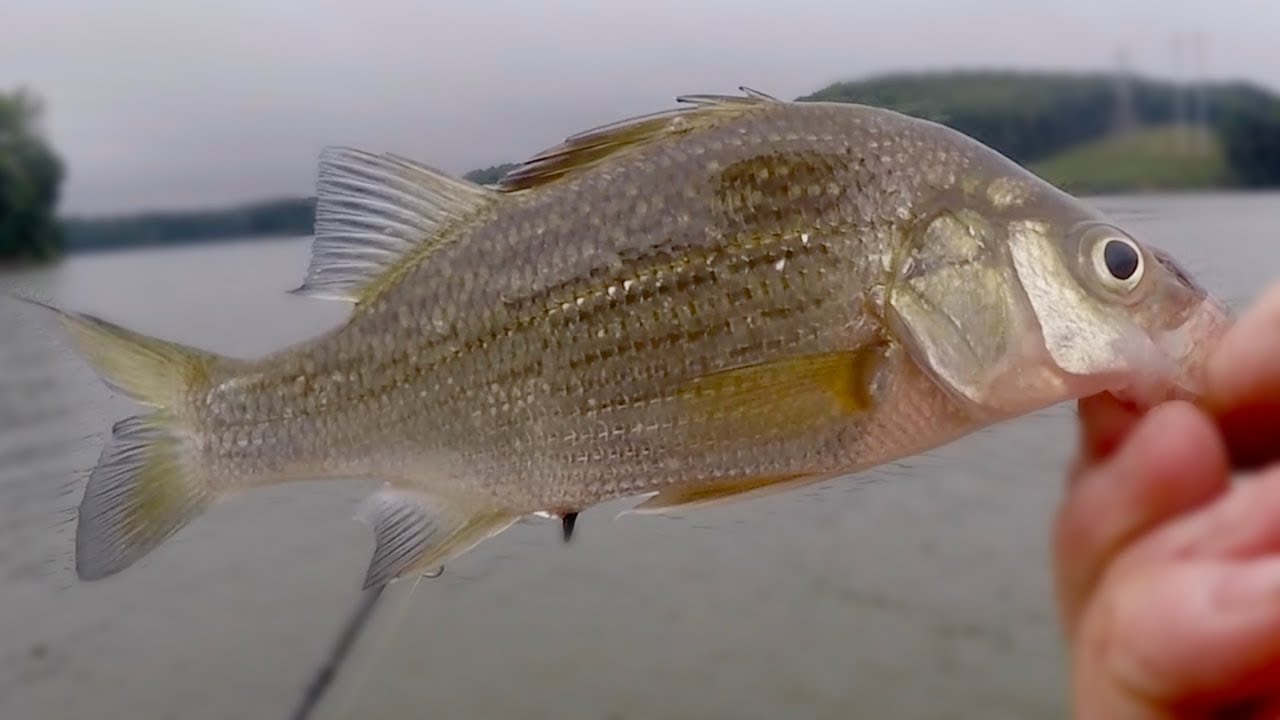 Can You Catch TOO MANY FISH? - YouTube
