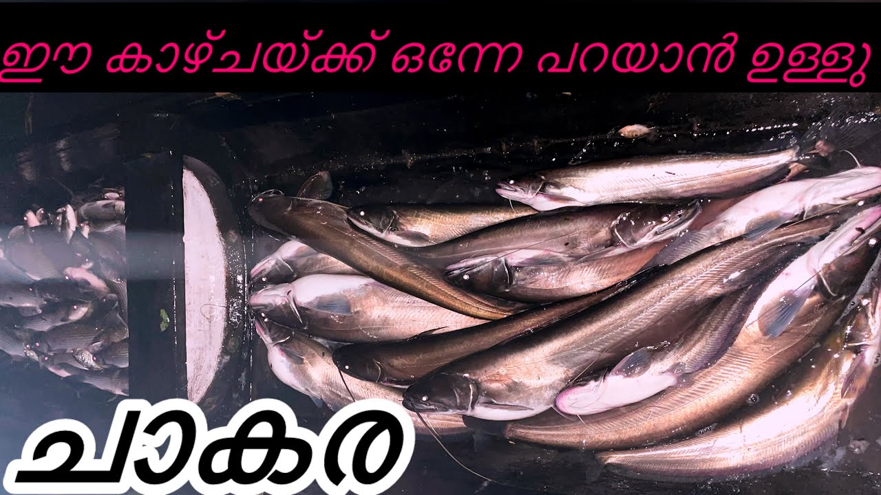 അങ്ങനെ വീണ്ടു വാള ചാകര വന്നു 💪🏽💪🏽