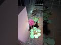 ピンクピンク #心霊配信 #心霊