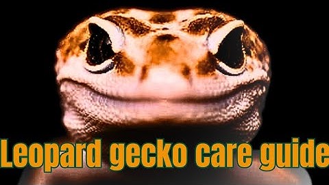 Leopard gecko care guide+ how to set up a vivarium for under $100