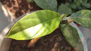 When You Zoom Into A Plant | IN HD (4K 1080p) | Clip Series!