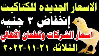 اسعار الكتاكيت اليوم/ سعر الكتكوت الأبيض اليوم الثلاثاء 21-11-2023 في مصر