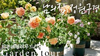 [Garden Tour🌿] Я не купил одежду и макияж. Я только купил розы! более 40 роз