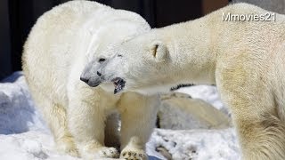 デナリのエスコートで仲良くごはん~Polar Bear