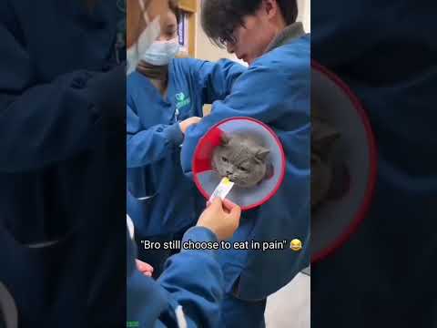 Cat Lover 🙀 kitten meowing crying 😹 # #8766