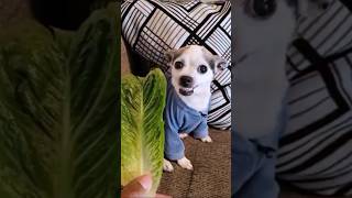 This Dog Can Figure Out Any Trick 😂