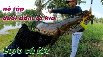 Câu Lure Cá Lóc ✅ Buổi Trưa Nắng Dọn Luồng Cỏ Câu Cá Lóc Và Cái Kết | Tâm Râu Vlog #243