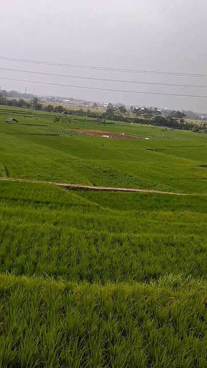 pemandangan pesawahan yang indah di daerah Soreang Bandung..