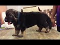 superb quality long coat gsd pupps