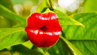 Sexual life of plants. THE SECRET WORLD OF GARDENS