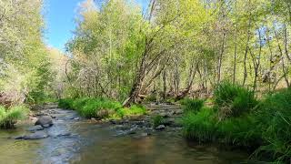 Oak Creek in Sedona, AZ, off Red Rock Crossing Trail at Crescent Moon Ranch #shorts by Survival Common Sense 198 views 8 months ago 19 seconds