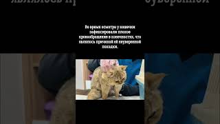 Как такая кошка оказалась на улице?😳