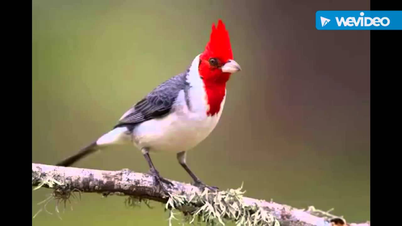 Серый кардинал птица