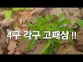 산삼을찾아 4구각구삼 !!