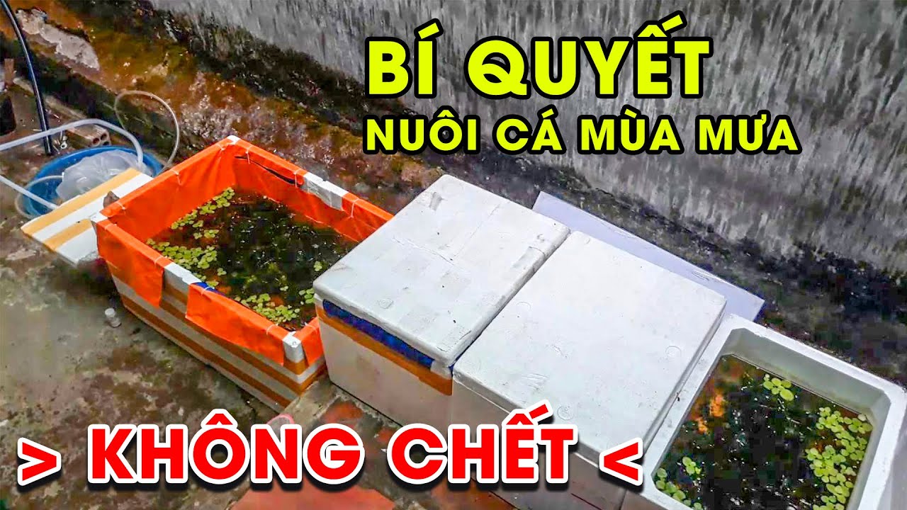 Lý Do Cá #Guppy Chết Hàng Loạt Vào Mùa Mưa ? Và Cách... - youtube