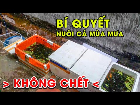 Video Lý Do Cá #Guppy Chết Hàng Loạt Vào Mùa Mưa ? Và Cách... - youtube