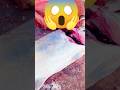 কত বড় মাছ 😱