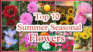 Summer Seasonal Flowers, Best 10