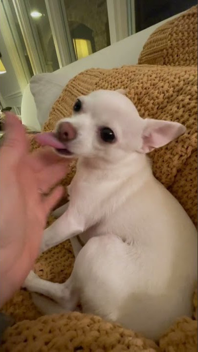 Say mama ( sound was messed up on first one) #wee #cat #dog #animal #memes #pets #fyp #funny #viral