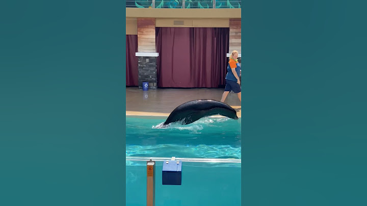 Funny Cute Seal Lion and Walrus at SeaWorld