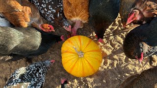 5 things you should NEVER feed your chickens