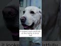 She Blamed the Wrong Dog… Until the Truth Broke Her Heart #emotionaldogstory #dogrescue #loyaldog