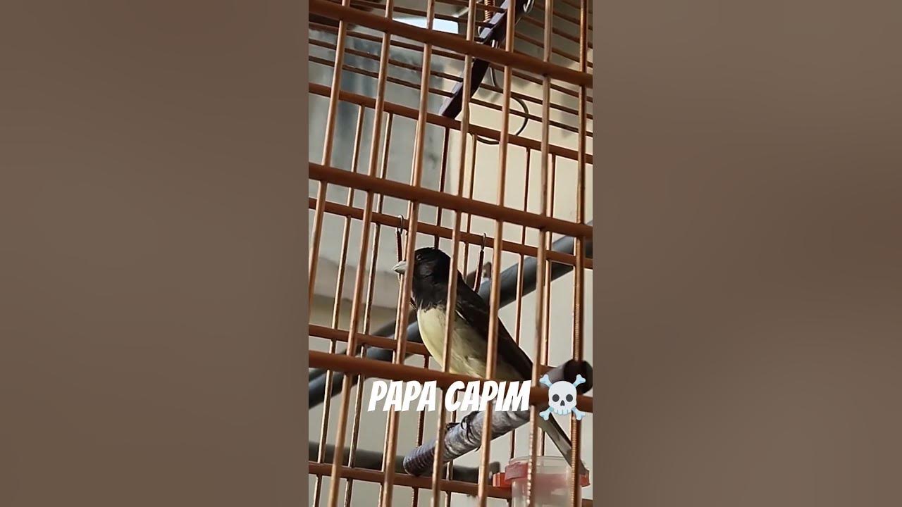 CANTO DO PAPA CAPIM VEZEIRO LIMPO 🐤 🐤 🐥 🐥 