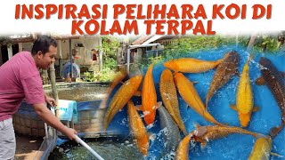 PEMBESARAN IKAN KOI MENGGUNAKAN KOLAM TERPAL | HASILNYA KEREN SEMUA