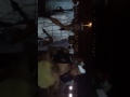 معشى بصوت محمد محه أبوعادل معشى بصوت محمد محه أبوعادل
