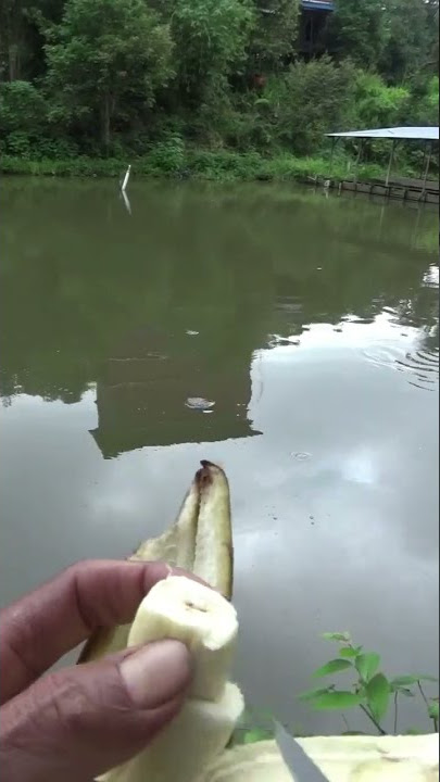 CARAKU  MANCING IKAN PATIN BABON,!!! UMPAN PISANG #SHORTS #kiso Retak