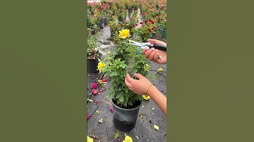 Thumbnail of Prune roses blooms #gardening #flower #garden #mossrose #flowers