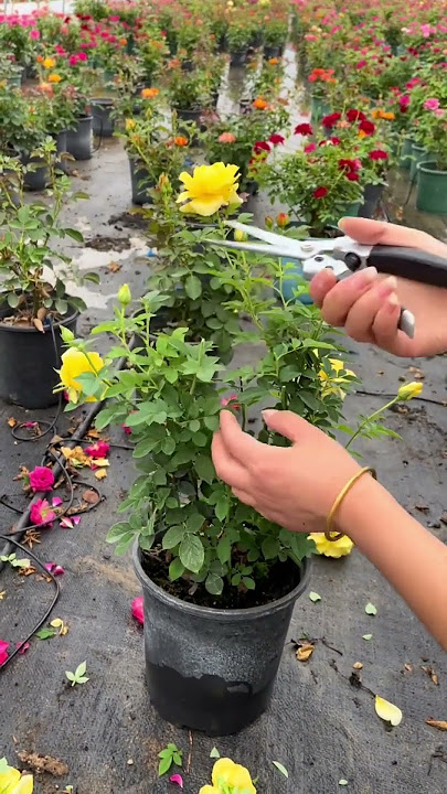 Prune roses blooms #gardening #flower #garden #mossrose #flowers