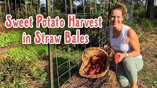 Sweet Potato Harvest in a Straw Bale Garden