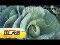 《农广天地》 20180327 春甘蓝优质高产栽培 | CCTV农业