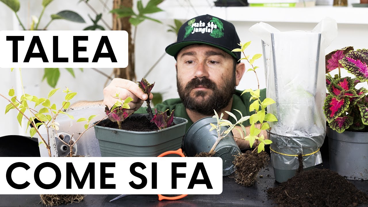 Come fare le talee: il metodo facile per propagare arbusti e perenni