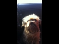 Brussels Griffon talking back の動画、YouTube動画。